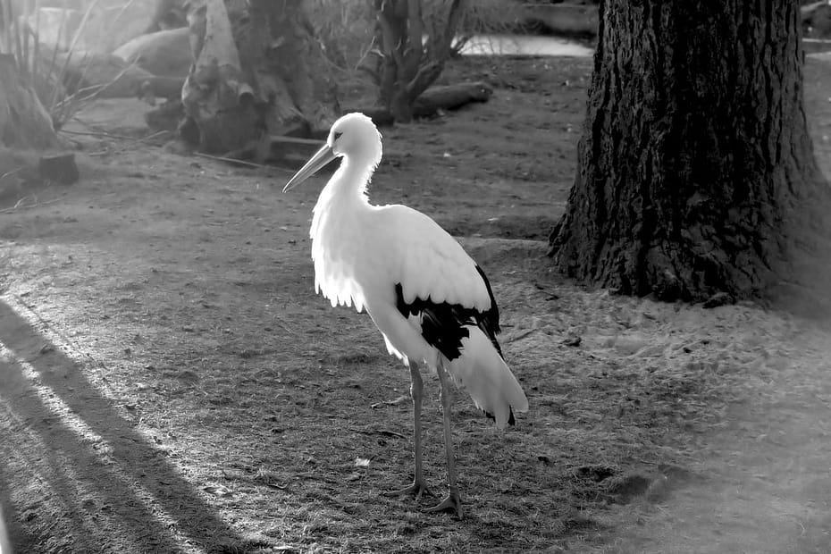 Paartherapie unerfüllter Kinderwunsch Heidelberg